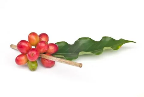Ripe coffee beans . Stock Photos