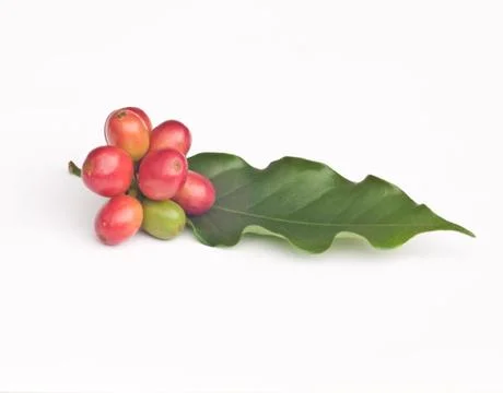 Ripe coffee beans . Stock Photos