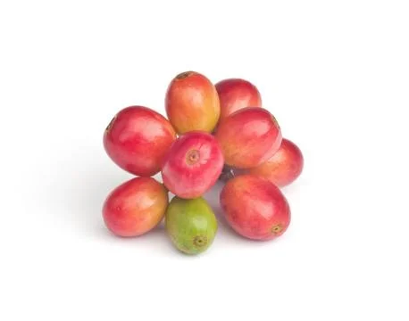 Ripe coffee beans . Stock Photos