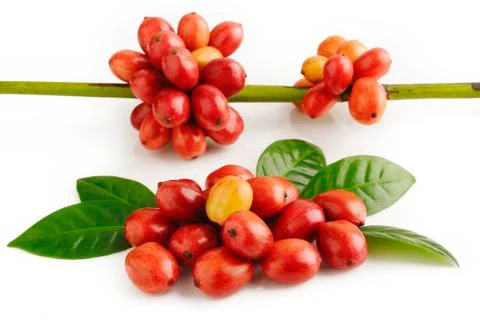 Ripe coffee beans Stock Photos