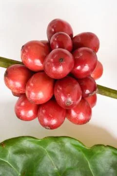 Ripe coffee beans Stock Photos