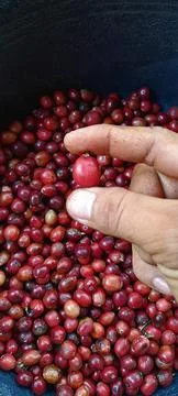 Ripe coffee beans. Foto stock