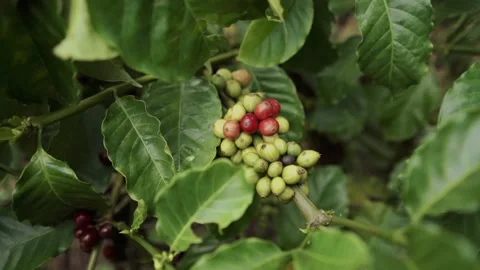 A ripe coffee bush in the mountains of Vietnam Stock Footage
