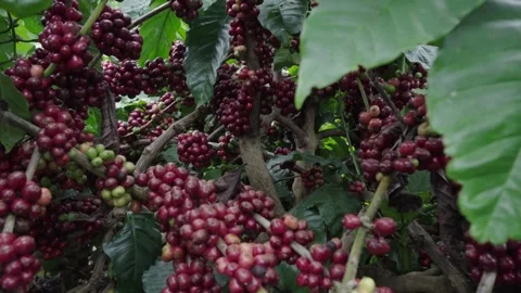 Ripe Coffee Cherries on Branch Close-Up in Plantation 스톡 동영상 342913825