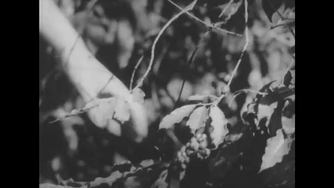 Ripe coffee is picked from a coffee tree in Brazil in the 1930s Stock Footage 116043496