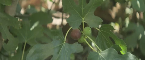 Ripe common figs on tree branch 5.7K anamorphic video Stock Footage 314592011