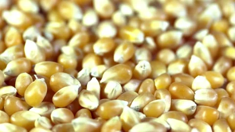 Ripe corn on the background of a field raw corn background Macro, raw corn grain Stock Footage 336581447