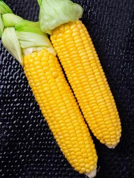 Ripe corn on black background. Stock Photos