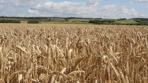 Ripe corn blowing in the wind Stock Footage 40740494