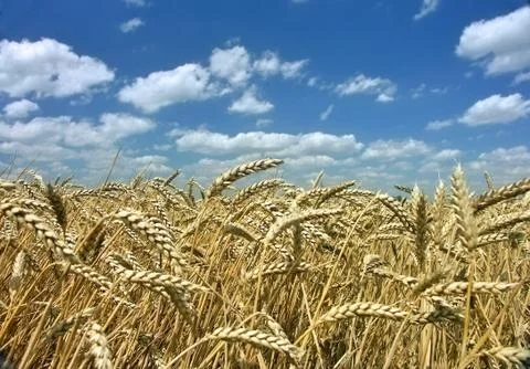 Ripe corn with blue sky Stock Photos