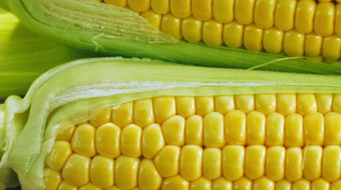 Ripe corn closeup in motion Stock Footage 51635332