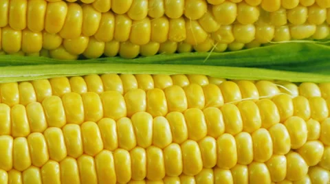 Ripe corn closeup in motion Stock Footage 51646576