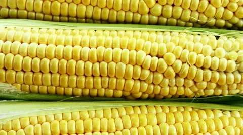 Ripe corn closeup in motion  Stock Footage 51647131