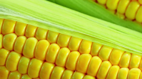 Ripe corn closeup in motion Stock Footage 51647168