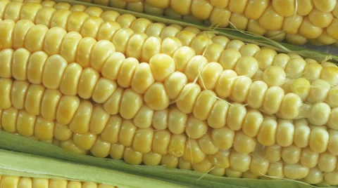 Ripe corn closeup in motion Video stock 52330610