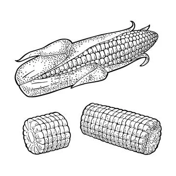 Ripe corn cob with and without leaves. Vector vintage engraving イラスト素材