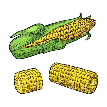Ripe corn cob with and without leaves. Vector color vintage engraving Stock Illustration