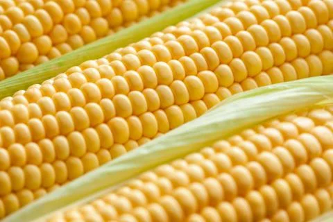 Ripe corn cob close-up. Stock Photos