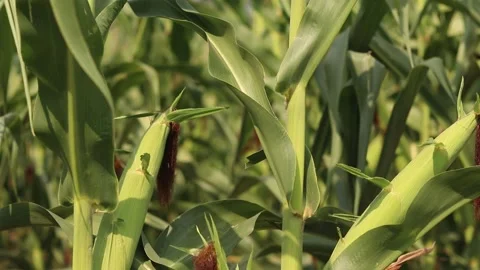 Ripe corn cob close-up on a sunny day Vídeo Stock 344540783