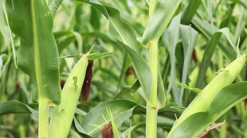 Ripe corn cob close-up on a sunny day 動画素材 344540806