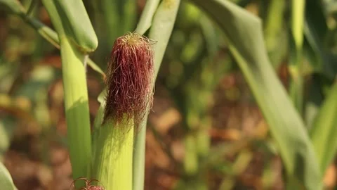Ripe corn cob close-up on a sunny day Stockbeeldmateriaal 344540858