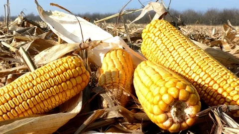 Ripe corn cob on field Stock Footage 69964563