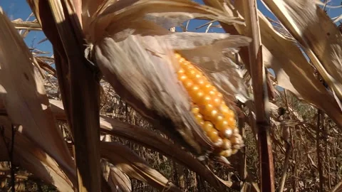 Ripe corn cob in the field Video stock 99431277