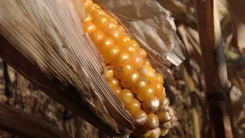 Ripe corn cob in the field Stock-Footage 99431285