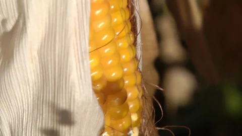 Ripe corn cob in the field Stock Footage 99431319