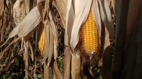 Ripe corn cob in the field Stock Footage 99431405
