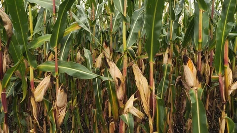 Ripe corn on the cob in the field Video stock 122124470