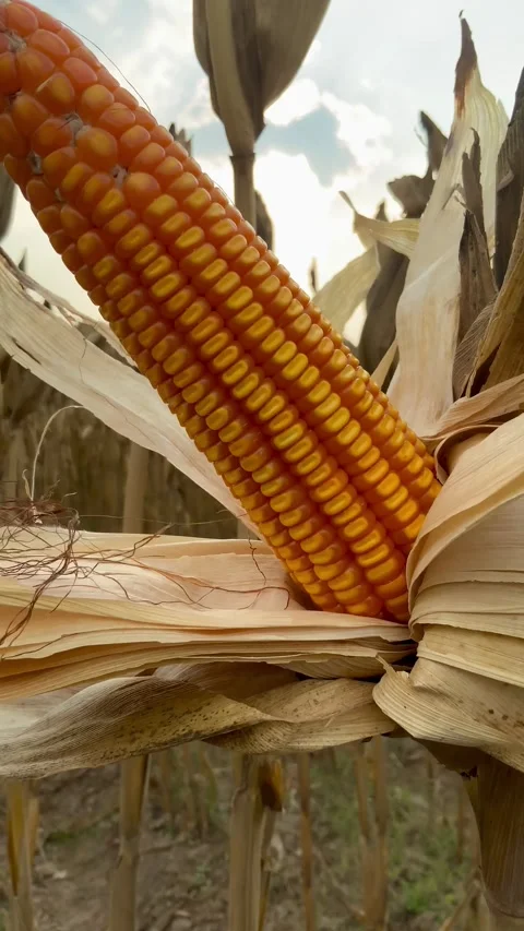 Ripe Corn Cob in Field Видео 346042957