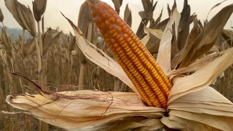 Ripe Corn Cob in Field at Harvest Time Видео 346042969