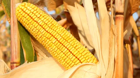 Ripe corn cob Stock Footage 29226167