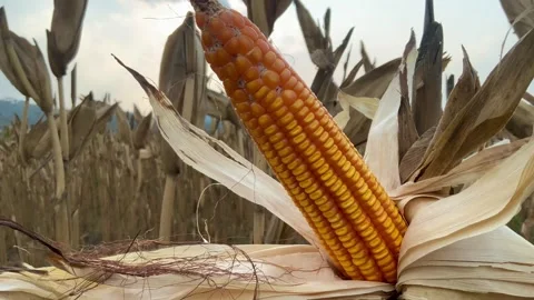 Ripe Corn Cob Growing in Agricultural Field Видео 346042958