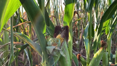 Ripe corn cob growing on a stalk in a green agricultural field close up. Stock Footage 342281247