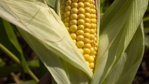 Ripe Corn Cob in Hand, Close-Up Video stock 80305564