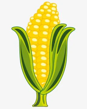 Ripe corn cob Stock Illustration