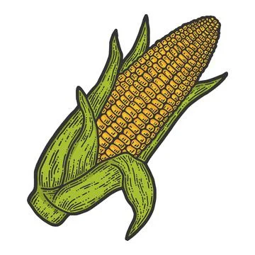 Ripe corn cob with leaves ear of corn hand. Color sketch scratch board imitation Stock Illustration