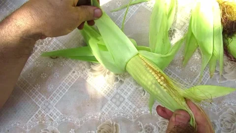 Ripe corn cob opens farmer man hands in his garden Video stock 139796446