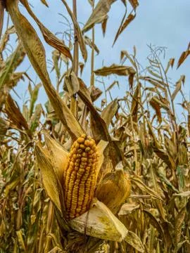 Ripe corn on the cob Stock Photos
