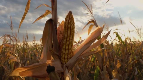 Ripe Corn Cob on Stalk. Closeup of a field of corn ready for harvest. Stock Footage 209971443