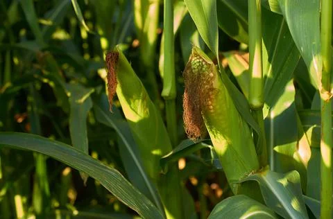A ripe corn cob on a stalk. Selective focus. Horizontal format Stock Photos