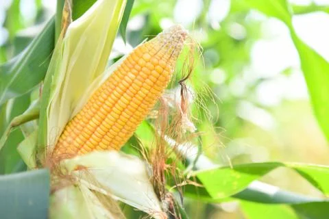 Ripe corn cob on tree wait for harvest in corn field agriculture - Fresh corn Stock Photos