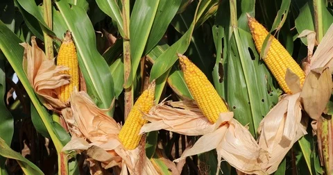 Ripe corn cobs at the farm Video stock 72994939