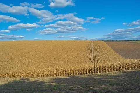 Ripe corn cobs in the field, full of large grain, against the sky. Straight r Stock Photos