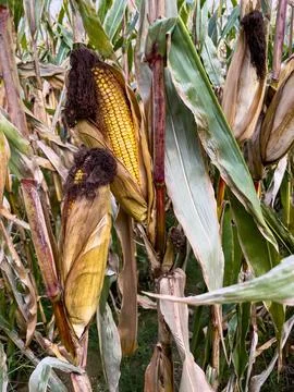 Ripe corn cobs in the field Stock Photos