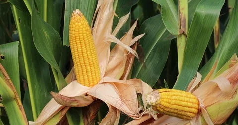 Ripe corn cobs Video stock 72994863