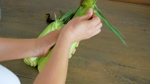 Ripe corn cobs in women's hands Stock Footage 159336102