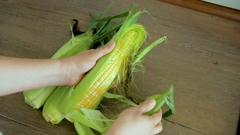 Ripe corn cobs in women's hands Stock Footage 159337533